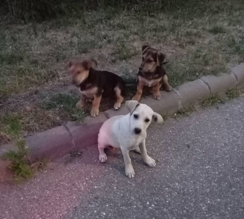 Traktor, zsák, kiskutyák – és egy szívvel dolgozó rendőr 95 514408259 779863707899075 6044555981914594218 n