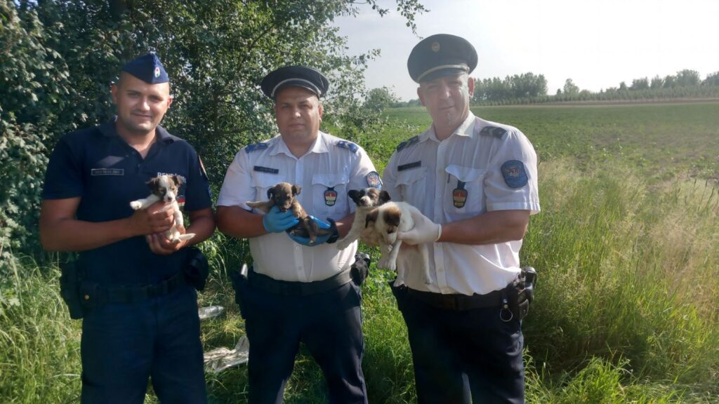 Traktor, zsák, kiskutyák – és egy szívvel dolgozó rendőr 96 515040809 779863734565739 6659892039623046166 n