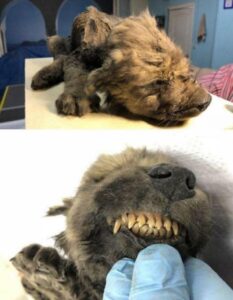 517603783_18350107735084202_1282870067784653370_n-794x1024-1