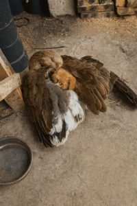 ChatGPT-Image-2025.-jul.-2.-18_12_29-683x1024-1