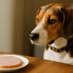 Sonka vagy korpás keksz? A kutyák agya megmondja!