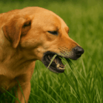 🌳 Kutyád fűevése: ártalmatlan szokás vagy jelzés valami komolyabbra?