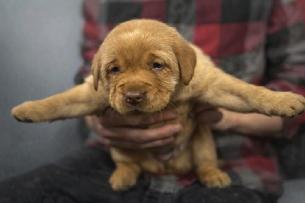 A tenyésztő kidobta a két aranyos kölyköt, mert nem tudtak járni – ma már futva rohangálnak 7 ChatGPT Image 2026. febr. 24. 15 23 43