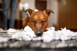 Dog destroyed the toilet paper roll