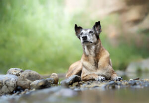 Portrait of an old mixed-breed dog lying on rocks next to water with a soft green background