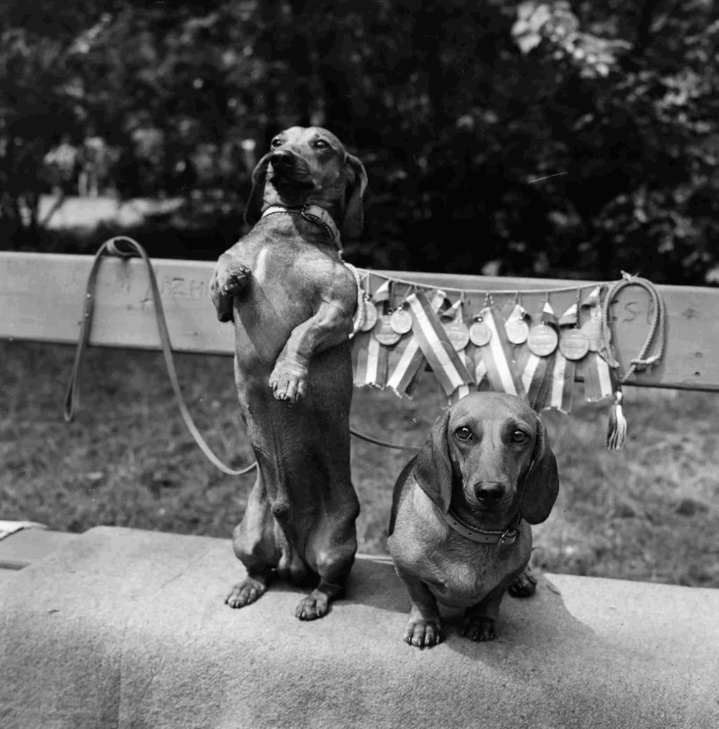 Ugatott, védett, szeretett – a magyar kutyák története egy évszázad távlatából 307 aHR0cHM6Ly9jbXNjZG4uYXBwLmNvbnRlbnQucHJpdmF0ZS9jb250ZW50L2EwMTYxY2U0N2Q5ODQxMTg5ZjhjYjViOGE1MDg4Zjc3