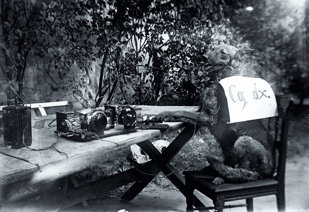 Ugatott, védett, szeretett – a magyar kutyák története egy évszázad távlatából 309 aHR0cHM6Ly9jbXNjZG4uYXBwLmNvbnRlbnQucHJpdmF0ZS9jb250ZW50L2IyMjRkZjM3ZDEwMTQ2MmVhNDdmNzliNjI1NTg4YjVm