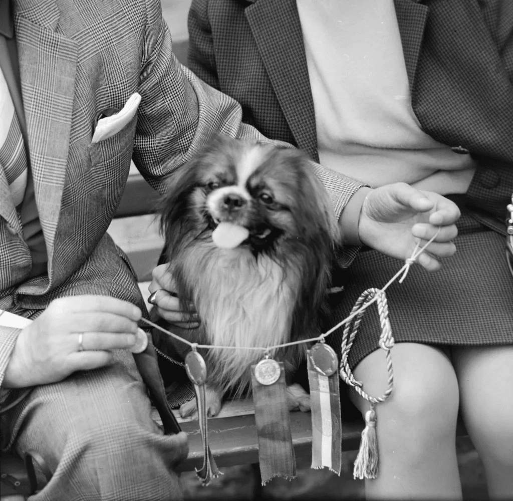 Ugatott, védett, szeretett – a magyar kutyák története egy évszázad távlatából 310 aHR0cHM6Ly9jbXNjZG4uYXBwLmNvbnRlbnQucHJpdmF0ZS9jb250ZW50L2NmMzg3ZDg3YWZlNTQ1OTM4NDQwMTQwZDY4YmE4Njlj