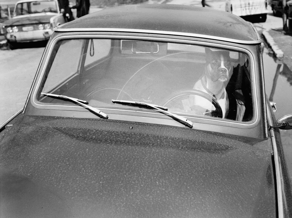 Ugatott, védett, szeretett – a magyar kutyák története egy évszázad távlatából 316 aHR0cHM6Ly9jbXNjZG4uYXBwLmNvbnRlbnQucHJpdmF0ZS9jb250ZW50LzM5YjNhODVhYjMwMDQzZGViNzVmY2M5MTc5Yzg2ZjMz