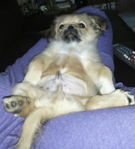 amikor-a-kutyak-torok-basava-valtoznak