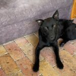 🐾 Cingár őrmester szolgálatba állt – A nyíradonyi tűzoltók új szőrös kollégája