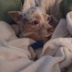 Egy csoda Székesfehérváron: a kis csivava újra otthon