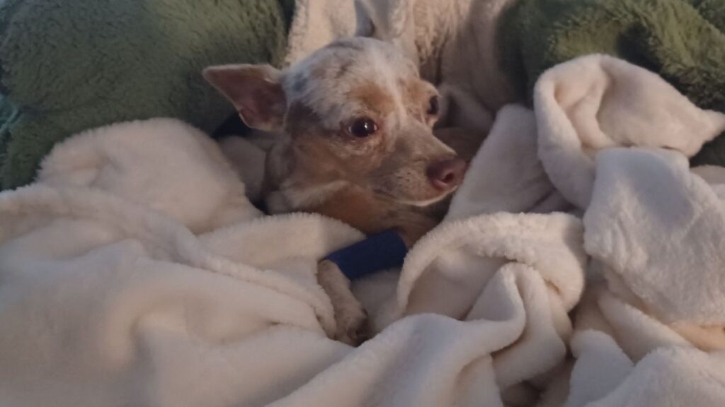 Egy csoda Székesfehérváron: a kis csivava újra otthon 113 b91c8a0d2e794e99858c9842d4be6789