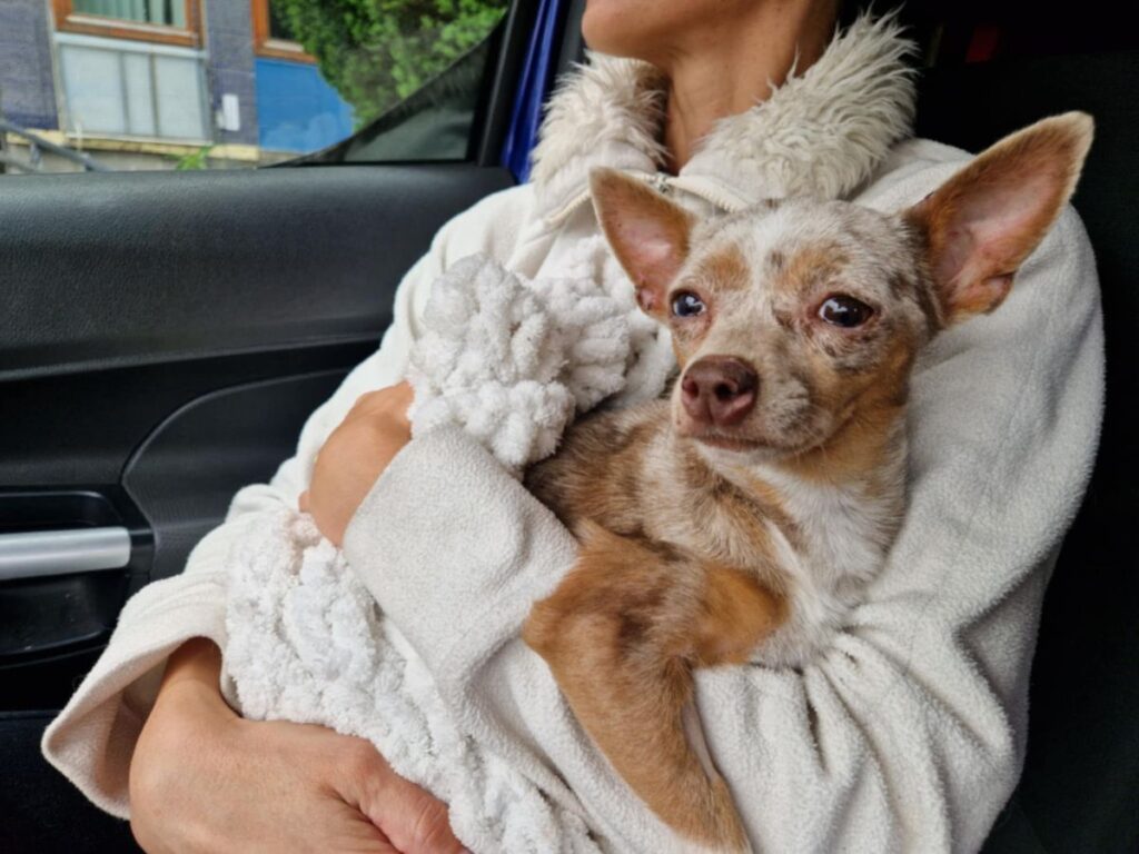 Egy csoda Székesfehérváron: a kis csivava újra otthon 114 d9e8074a2ab041e1902af93d5c1483a5