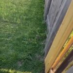 Kitörték a kerítést, megtámadták a szomszédot – három kutyát elaltattak