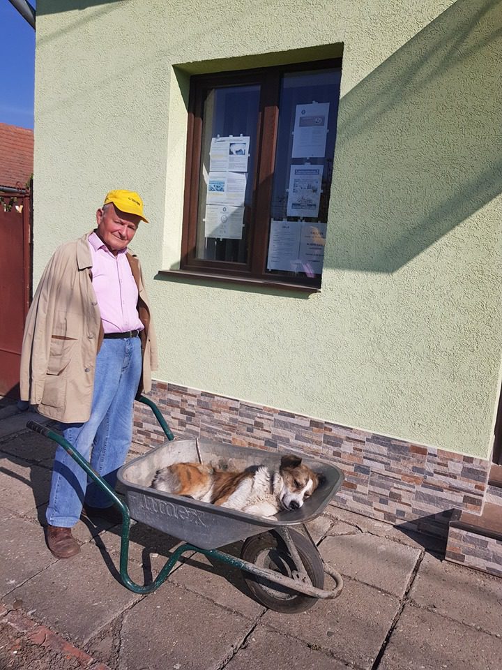 84 éves férfi 8 kilométeren keresztül tolta kutyáját – megható történet Romániából 139 egy idos roman ferfi talicskaban tolta el beteg kutyajat az allatorvoshoz1