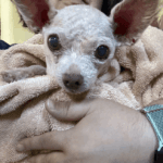 Kilenc év után újra együtt – Gizmo megható hazatérése