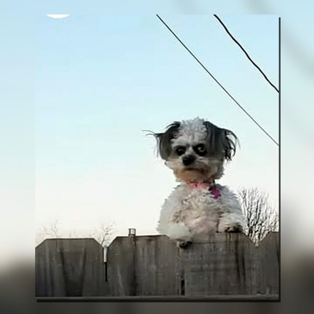 junebug negyzet 1080x1080