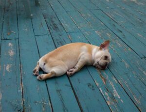 kutyaul-elfaradva-01