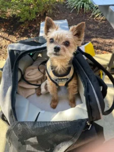 manhattan-shrink-says-vet-douglas-104099436