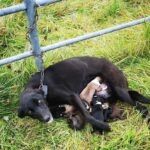 Egy láncra vert anya hat kicsiért küzdött – de megmentették