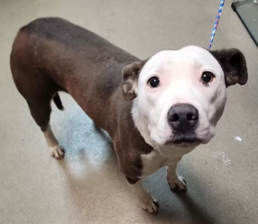 A kutya, aki a kennelből lesve várta, hogy valaki őt is hazavigye 148 scale 1