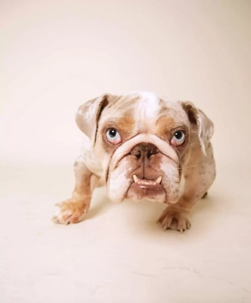 Egy apró bulldog csak egy dolgot kért a Mikulástól: egy igazi otthont 83 scale 1 19