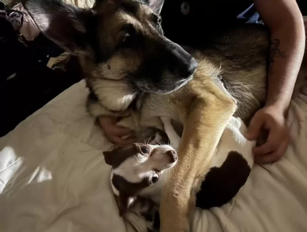 Két test, egy lélek – Bella és Tinkerbell története 70 scale 1 26