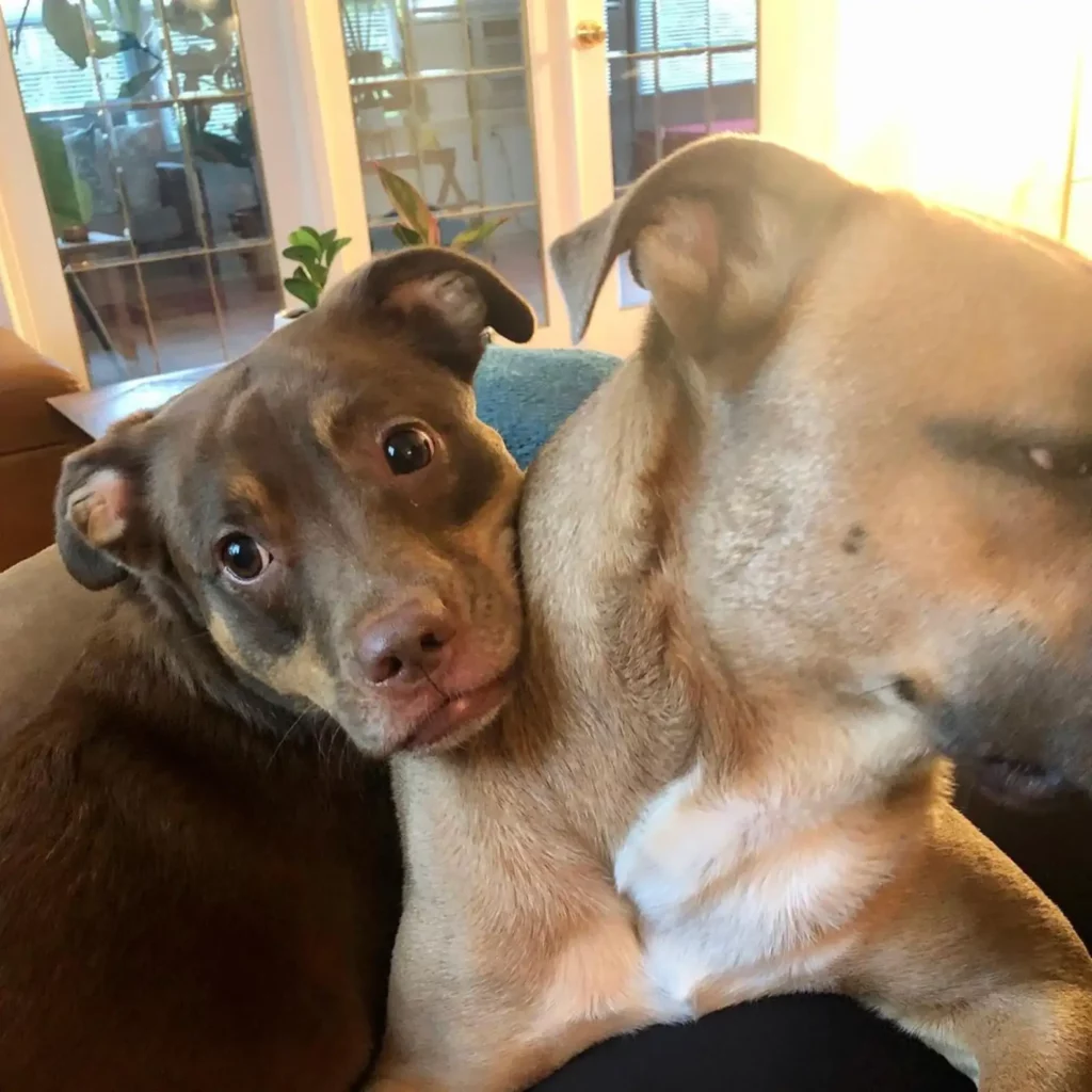 Egy kutya, egy tiara és egy szülinapi torta – így ünnepel a világ legboldogabb pittbullja 175 scale 1 6