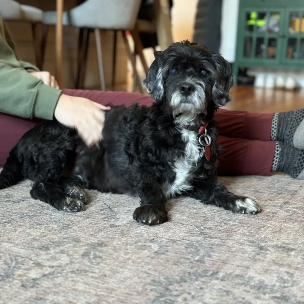 Ő csak feküdt, nézte az ajtót… és várt egy gazdira, aki sosem jött – egészen mostanáig 168 scale 10