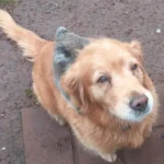 Koalabébi „taxizott” egy golden retriever hátán – a gazdi alig hitt a szemének