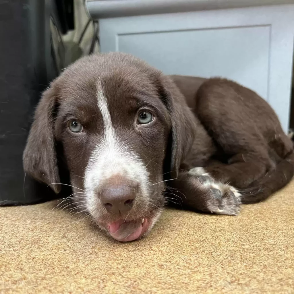 Egy kiskutya és egy cica, akik a fájdalomban találták meg a szeretetet 21 scale 16