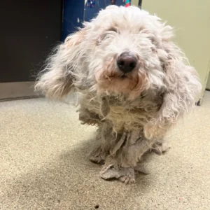 scale-17-1024x1024-1