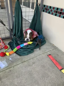 scale-2-20-768x1024-1