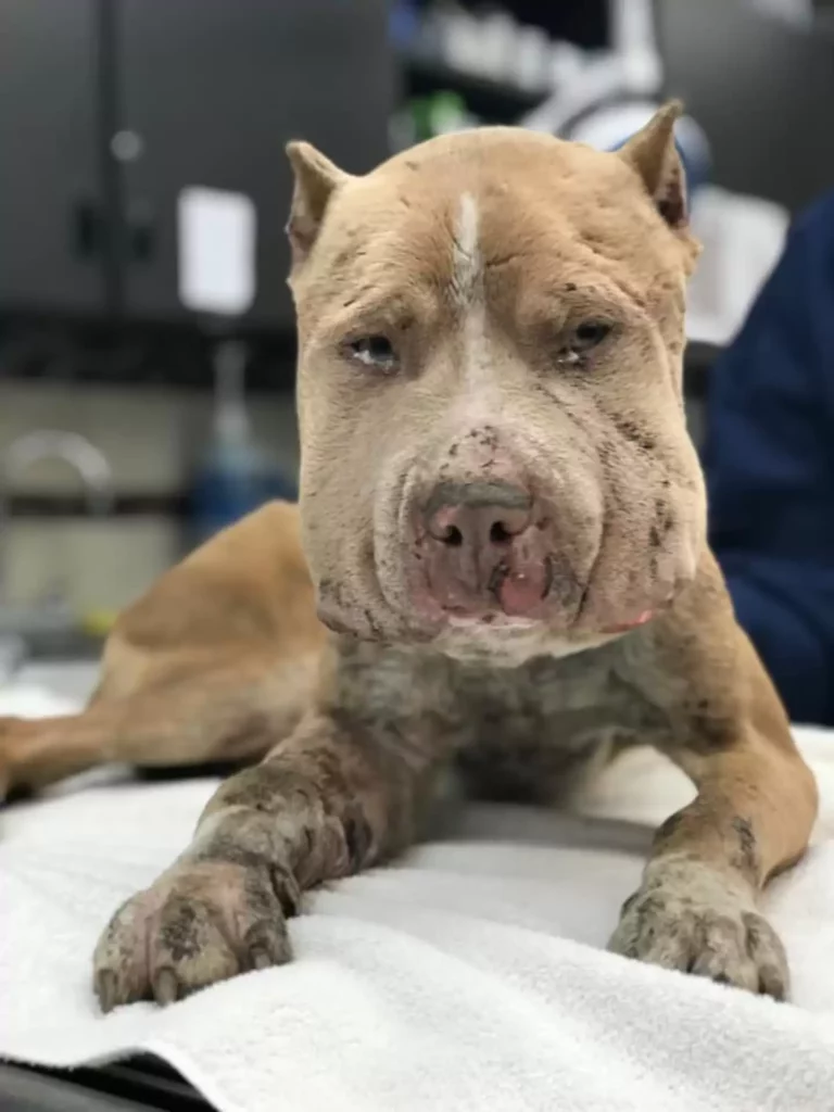 A kutya, akinek nem is látszott az arca – de annál nagyobb volt a szíve 10 scale 2 20