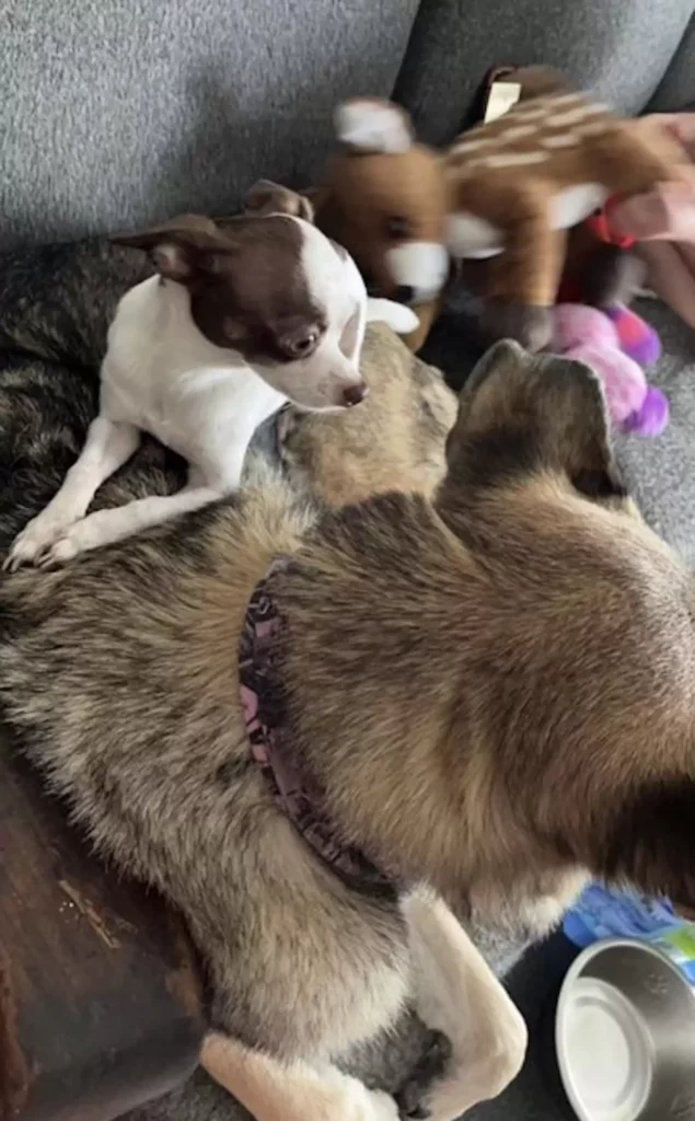 Két test, egy lélek – Bella és Tinkerbell története 71 scale 2 23