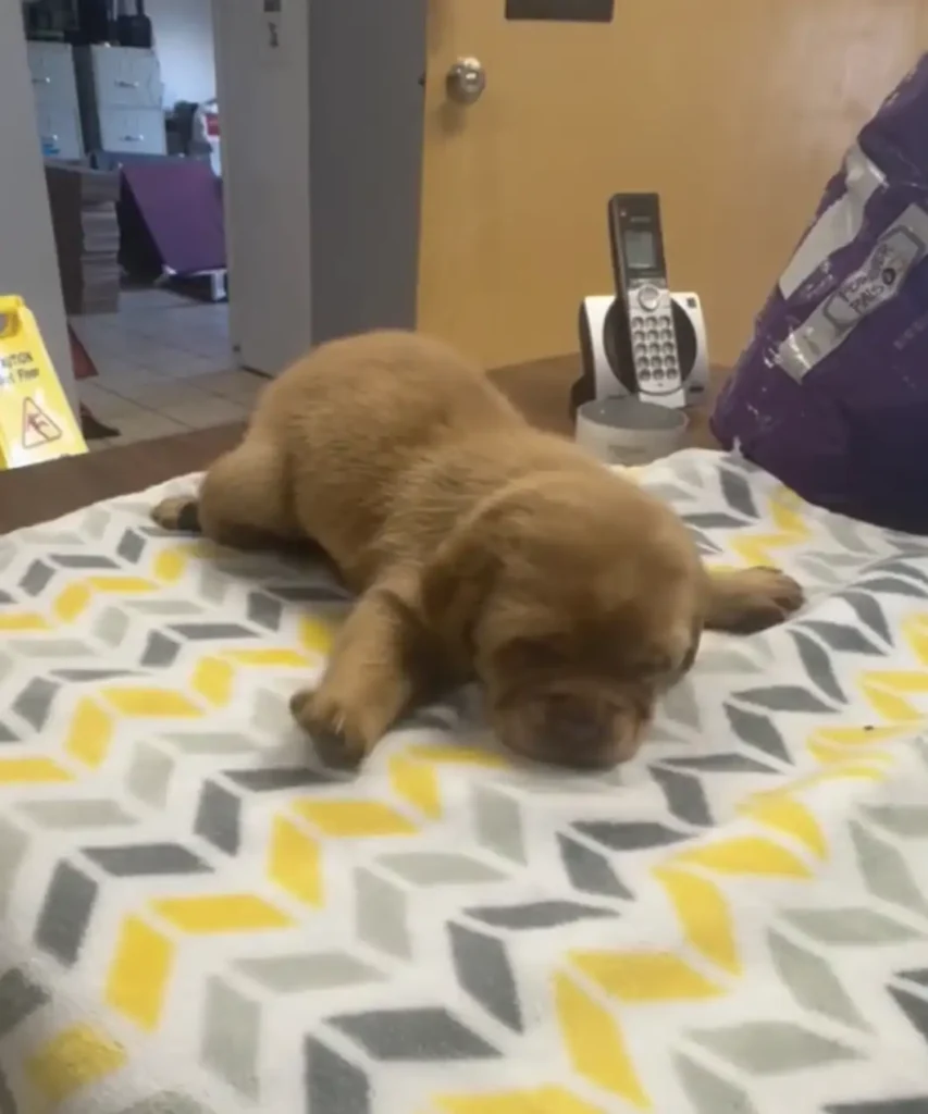 A tenyésztő kidobta a két aranyos kölyköt, mert nem tudtak járni – ma már futva rohangálnak 6 scale 20