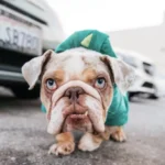 Egy apró bulldog csak egy dolgot kért a Mikulástól: egy igazi otthont