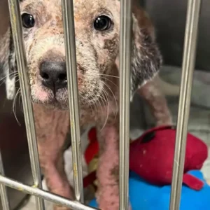 scale-23-1024x1024-1