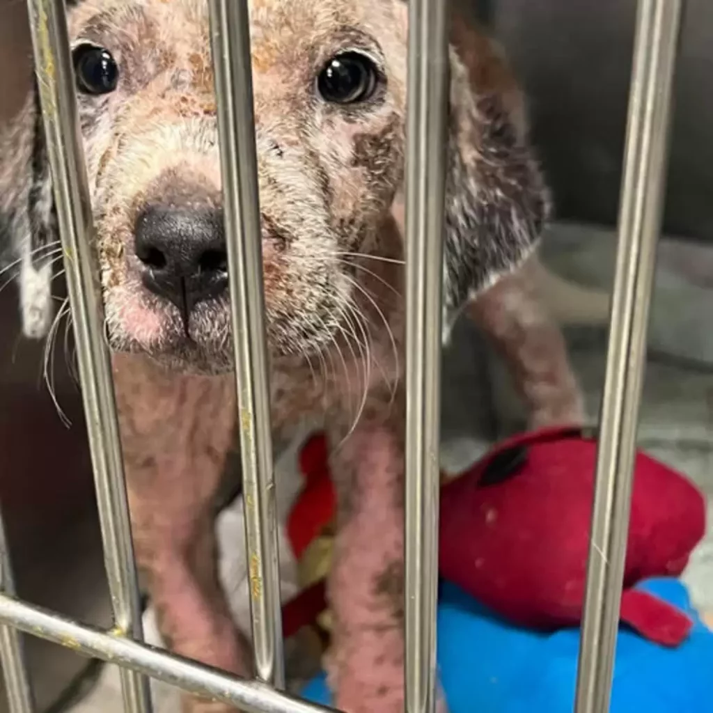 scale-23-1024x1024-1