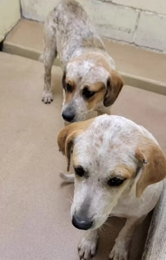 A kutya, aki feladta volna… de jött valaki 29 scale 24