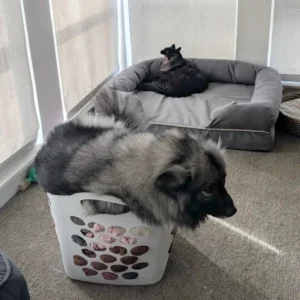 scale-26-1024x1024-1