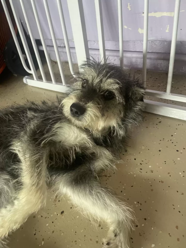 Scarlet nem mozdult – mert hitt benne, hogy visszajönnek érte 143 scale 3 1