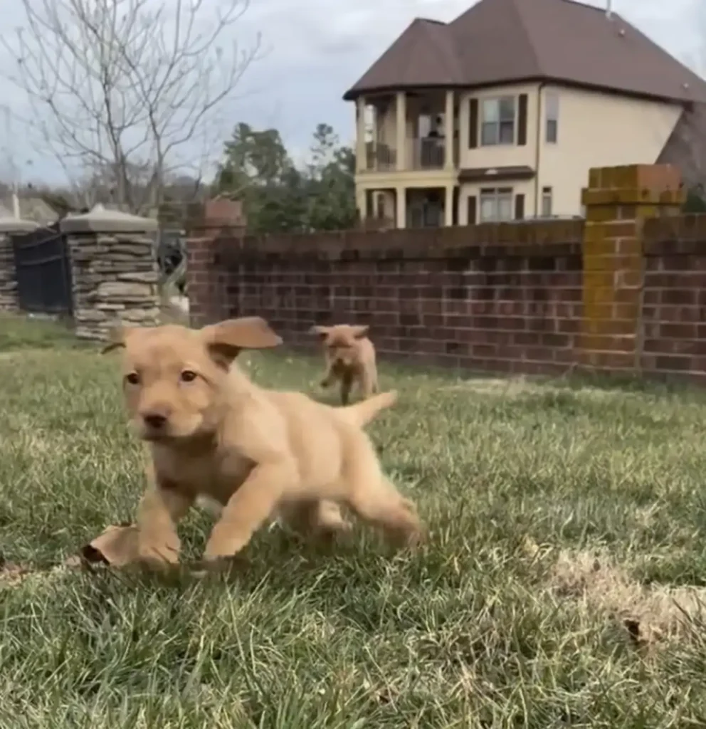 A tenyésztő kidobta a két aranyos kölyköt, mert nem tudtak járni – ma már futva rohangálnak 9 scale 3 10