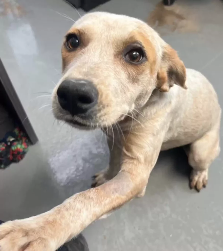 A kutya, aki feladta volna… de jött valaki 33 scale 3 15