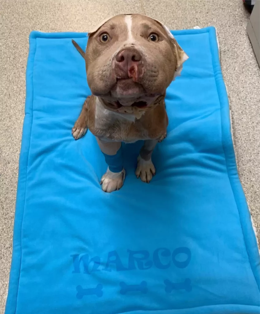 A kutya, akinek nem is látszott az arca – de annál nagyobb volt a szíve 11 scale 3 17