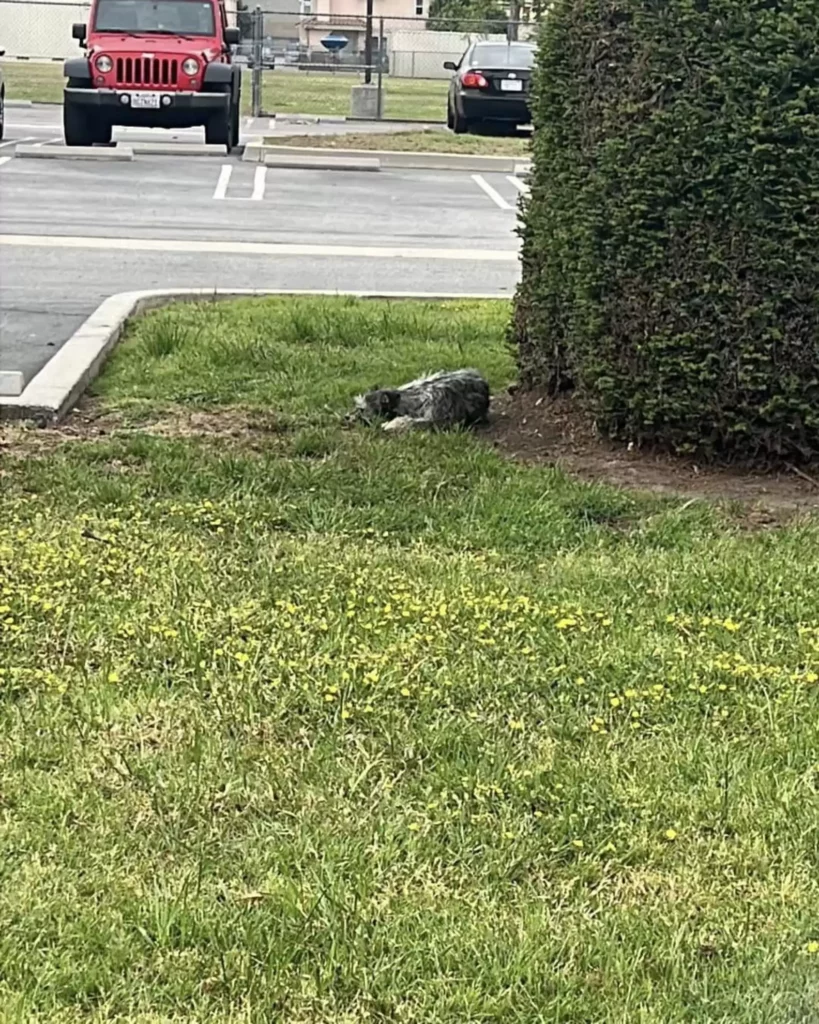 Scarlet nem mozdult – mert hitt benne, hogy visszajönnek érte 140 scale 3