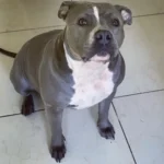 A kutya, aki még mindig várja, hogy a nagymama eldobja a labdát