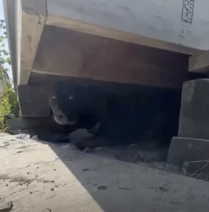 scale-42-1011x1024-1