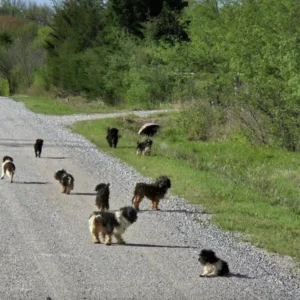 scale-47-1024x1024-1